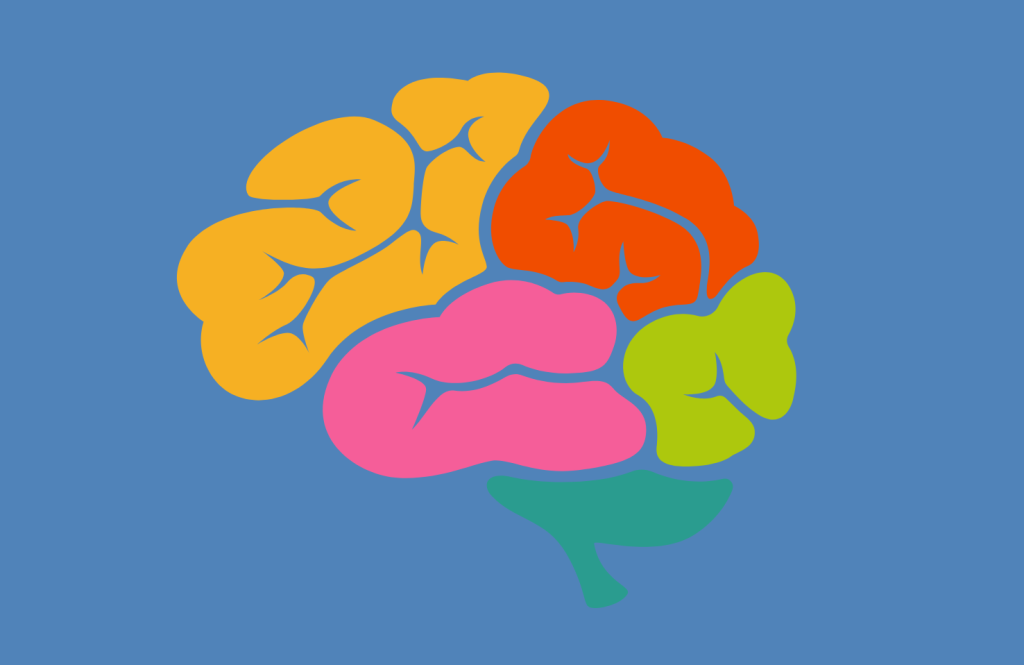 Brain illustration